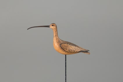 Miniature Curlew by William Gibian (b. 1946)