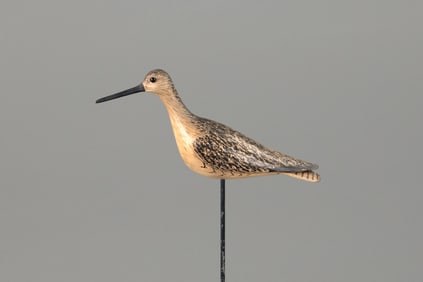 Miniature Yellowlegs by William Gibian (b. 1946)