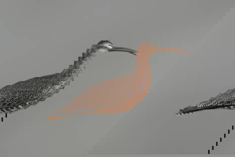 Curlew by David A. Rhodes (1933-2019): Curlew David A. Rhodes (1933-2019) Absecon, NJ, 2013 15 1/2 in. long Dave Rhodes was an accomplished decoy, decorative, and competition carver who dedicated over fifty years to the field. In addition