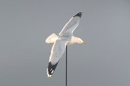 Soaring Gull by David W. Martinez (1922-1987)