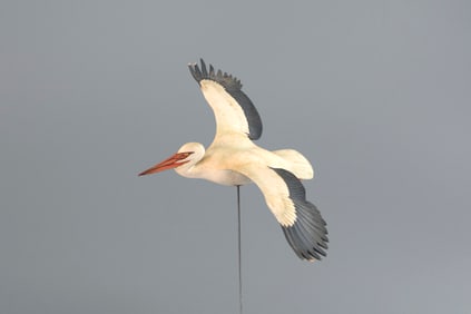 Flying Pelican by David W. Martinez (1922-1987)