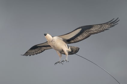 Osprey by David W. Martinez (1922-1987)