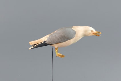 Calling Gull by David W. Martinez (1922-1987)