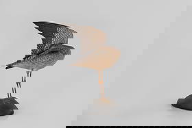 The Underwood Wing-Up Greater Yellowlegs by A. Elmer Crowell (1862-1952): The Underwood Wing-Up Greater Yellowlegs A. Elmer Crowell (1862-1952) East Harwich, MA, c. 1930 12 in. tall The preening posture presents an exceptionally difficult challenge for any maker. Crowell wa