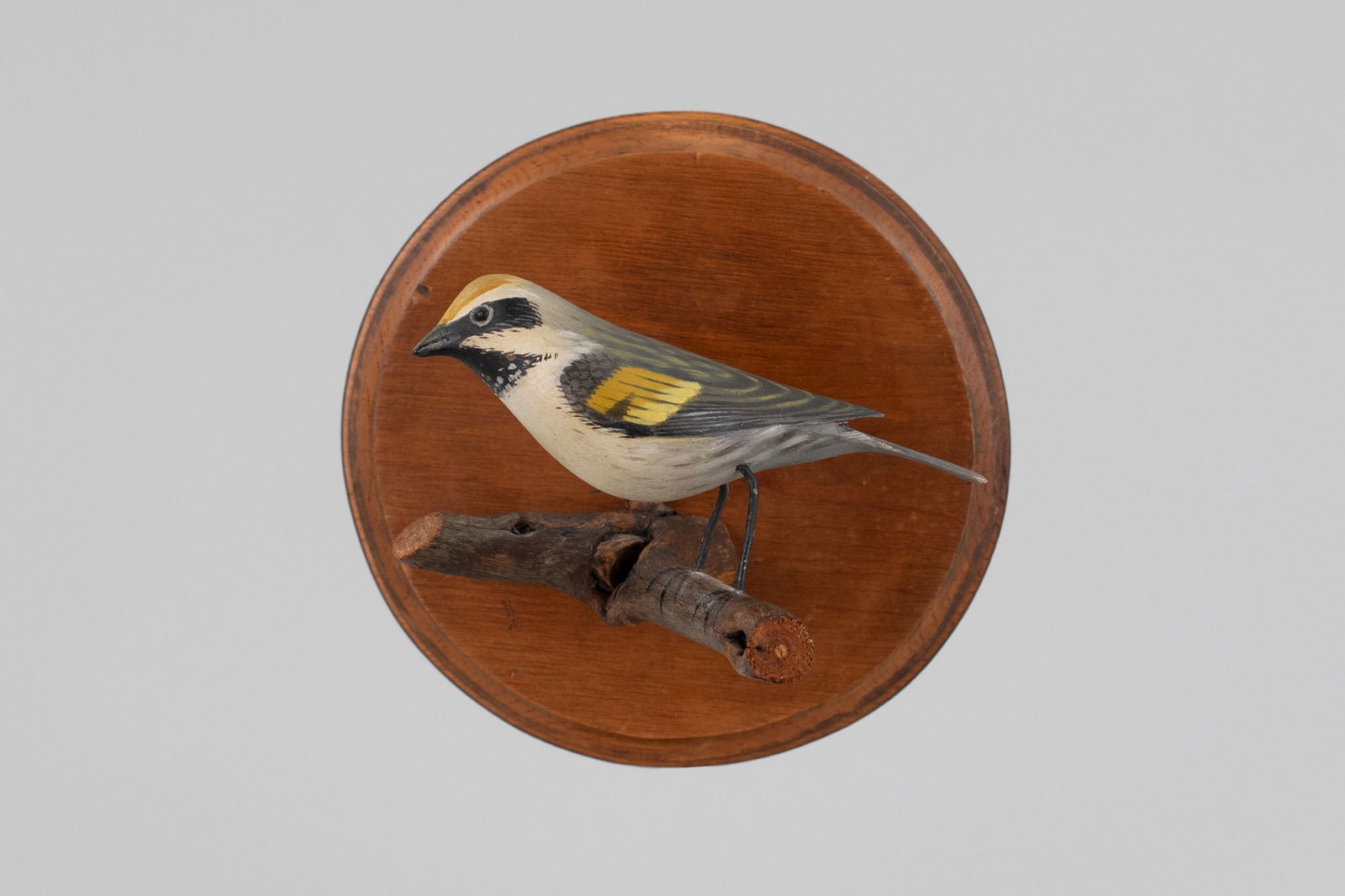 Life-Size Golden-Winged Warbler on Branch by A. Elmer Crowell (1862-1952): Life-Size Golden-Winged Warbler on Branch A. Elmer Crowell (1862-1952) East Harwich, MA, c. 1925 backboard has 6 in. diameter A rarely-seen rendering of a warbler with bright yellow plumage. The