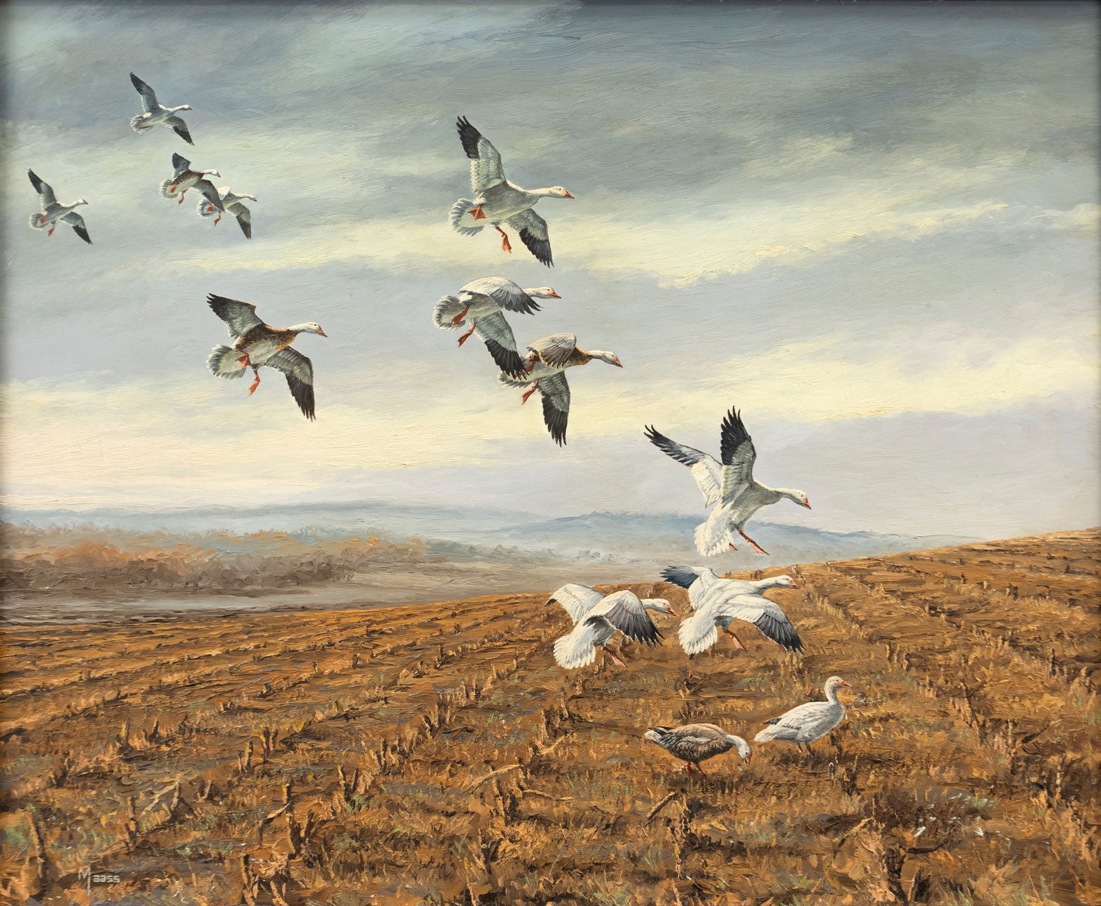David A. Maass (b. 1929), Snow Geese Landing: David A. Maass (b. 1929) Snow Geese Landing, c. 1965 signed "Maass" lower left oil on board, 20 by 23 1/2 in. In this commissioned work, snow geese land in a cornfield, with "late afternoon warm