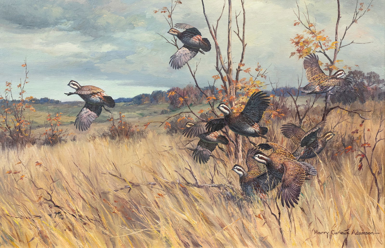 Harry Curieux Adamson (1916-2012), Quail Covey Rising from the Grass: Harry Curieux Adamson (1916-2012) Quail Covey Rising from the Grass signed "Harry Curieux Adamson" lower right oil on canvas, 18 by 28 in. Harry Adamson was one of the premier bird painters of the
