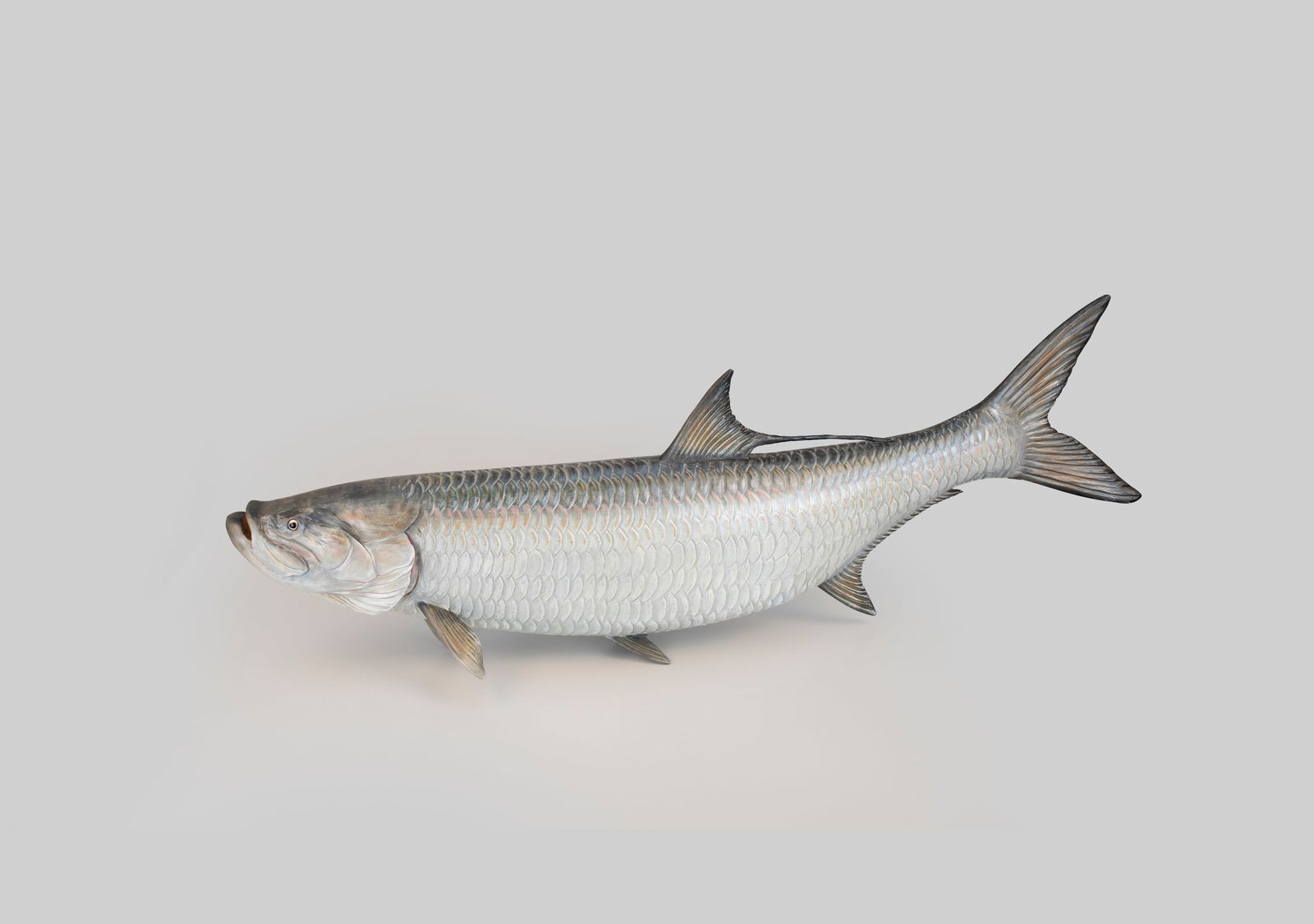 Trophy Tarpon Carving by Mike Borrett (b. 1960): Trophy Tarpon Carving Mike Borrett (b. 1960) Madison, WI 52 in. long A grand, full-body, life-size carving of the silver king. An exceedingly rare warm water species for Borrett. Signed with the