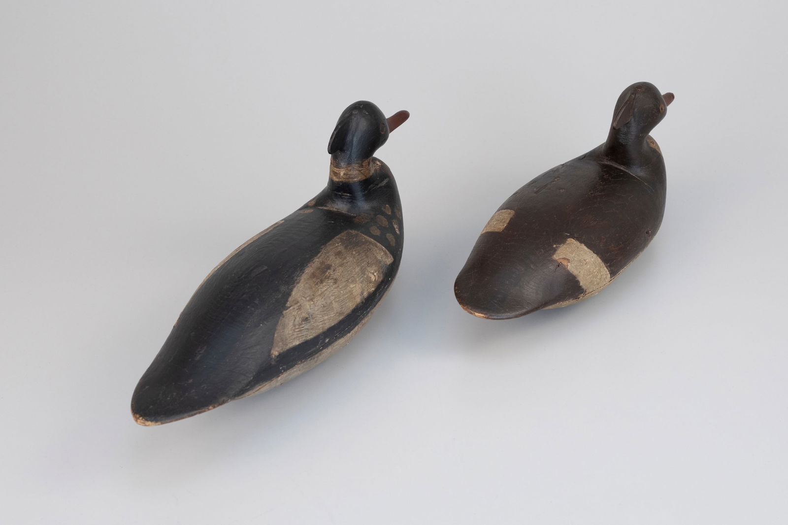 Important Cape May Merganser Pair - 3