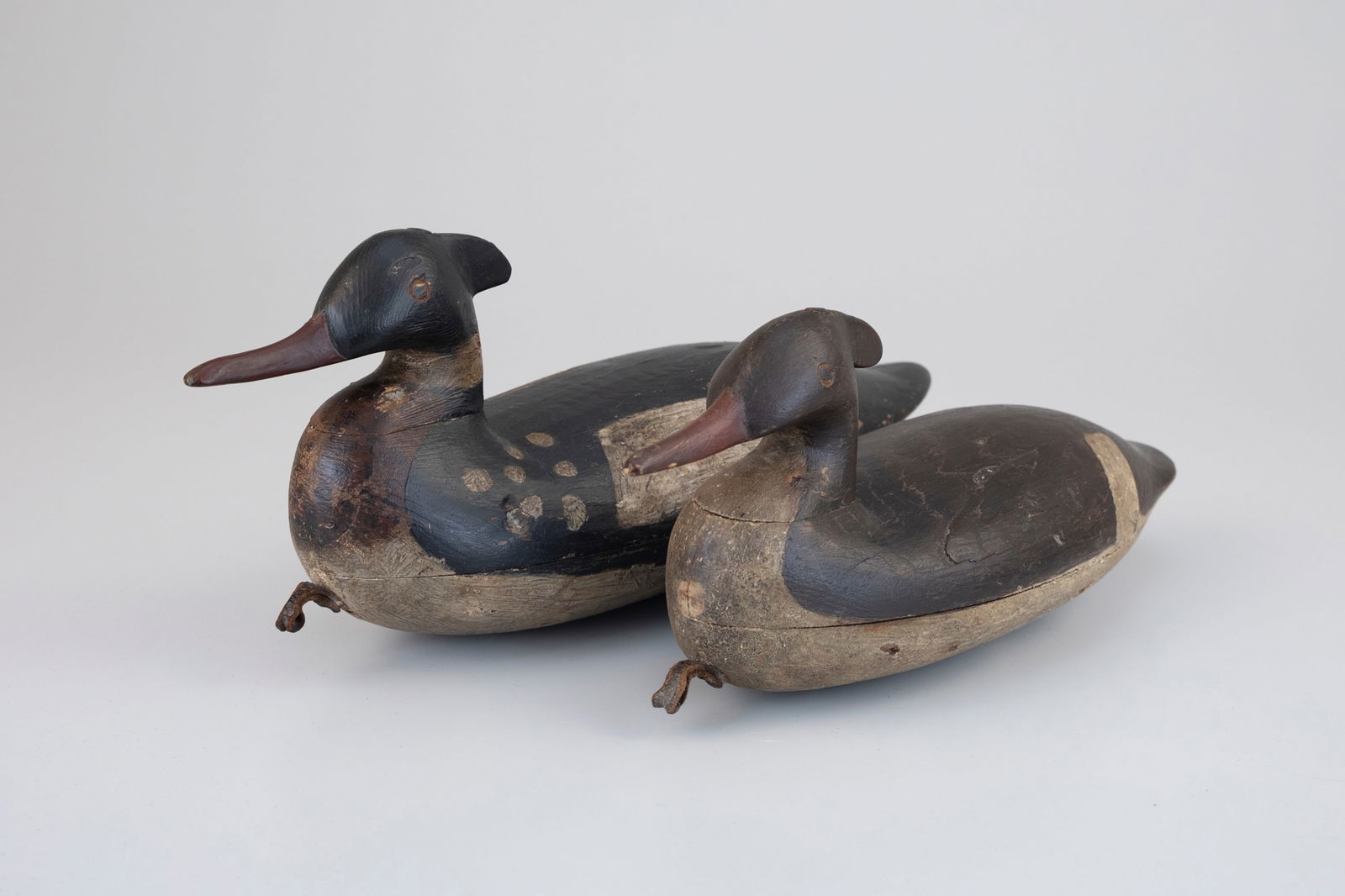 Important Cape May Merganser Pair - 5