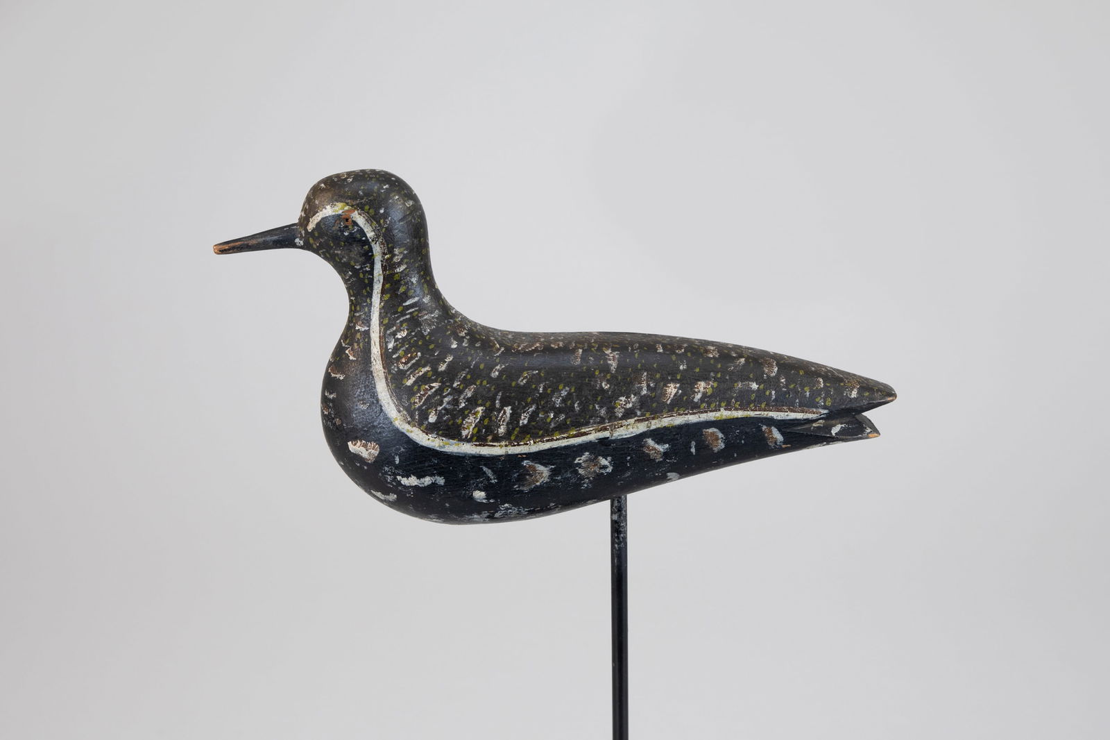 Golden Plover by Mr. Webster (1 of 9)