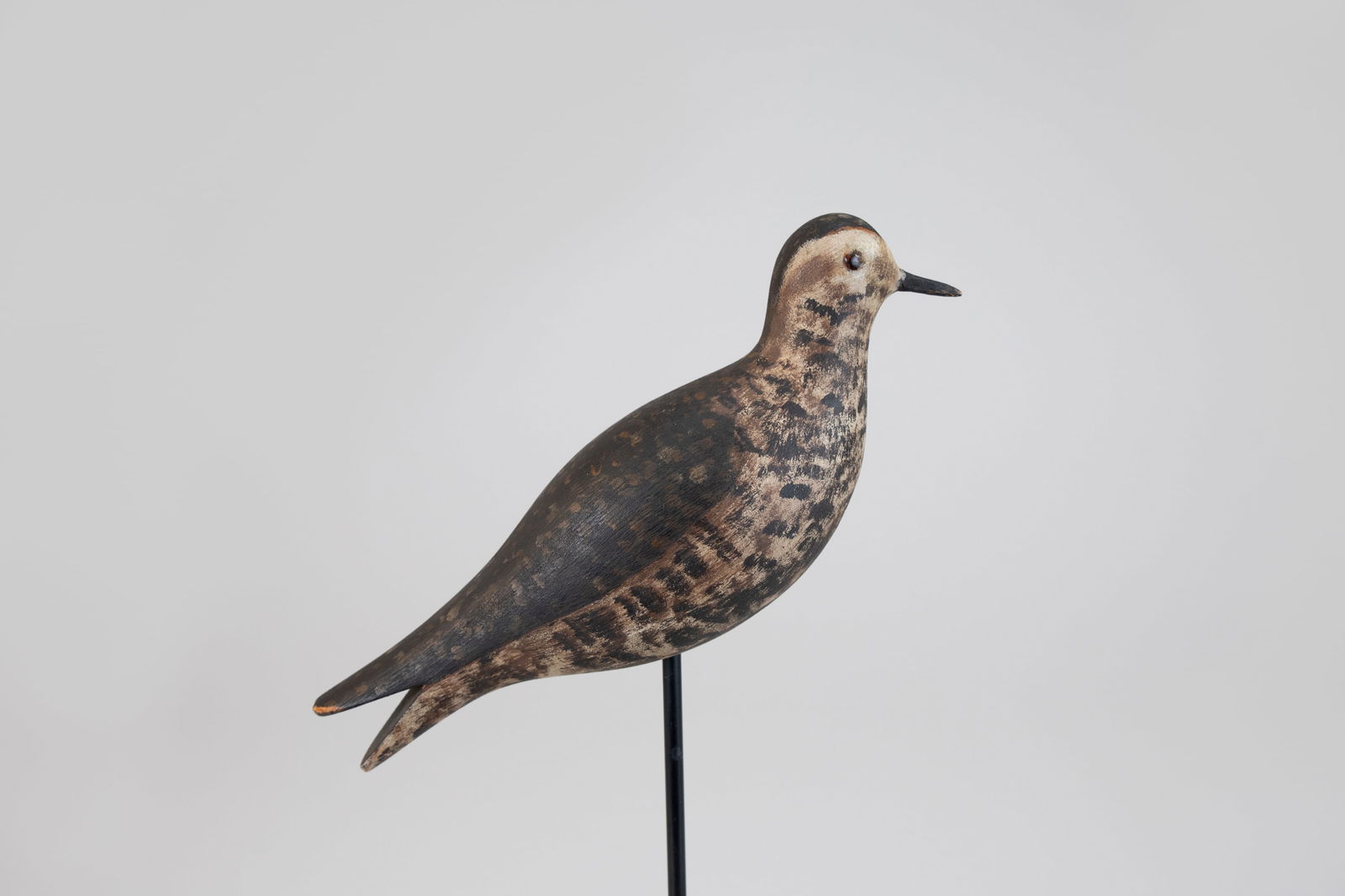 Golden Plover by A. G. Fox Rig (1 of 7)