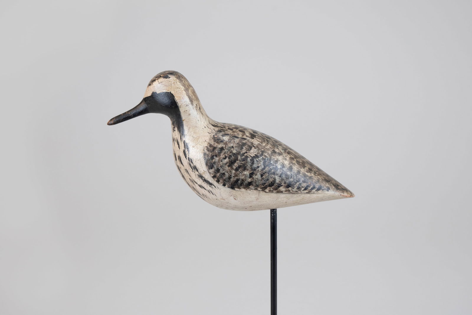 Plover in Emerging Plumage by Harry V. Shourds (1861-1920) (1 of 7)