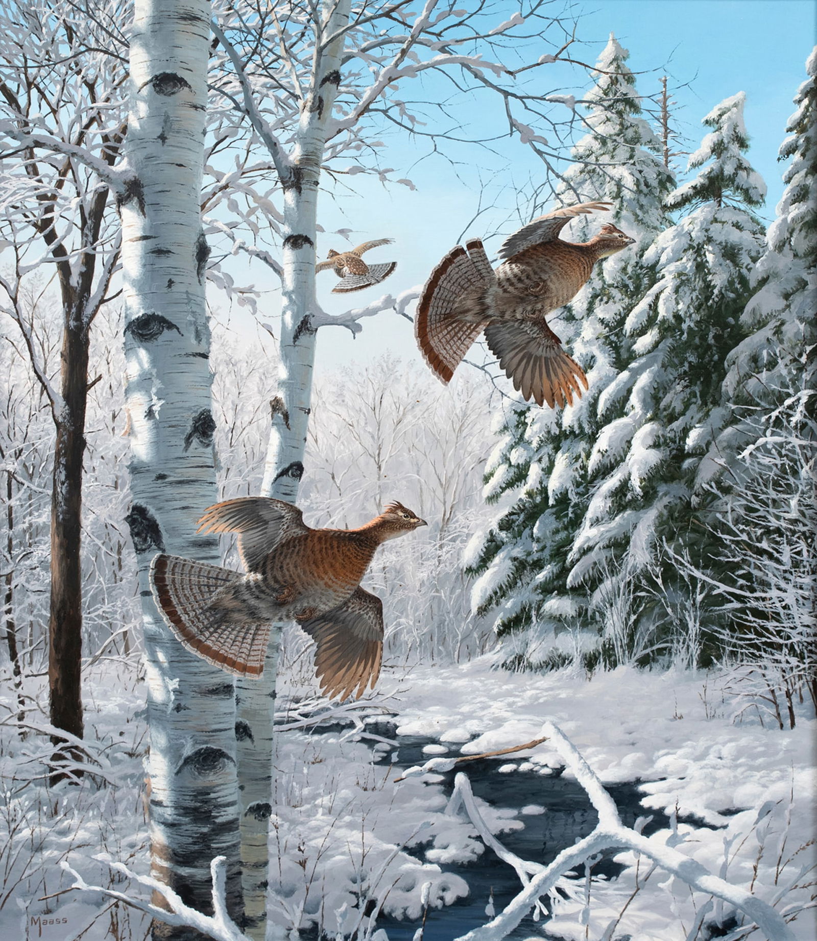 David A. Maass (b. 1929), Winter Wonder - Ruffed Grouse: David A. Maass (b. 1929) Winter Wonder - Ruffed Grouse signed "Maass" lower left oil on board, 31 1/2 by 26 1/2 in. Bill Webster handled dozens of paintings by Maass throughout his life, and this