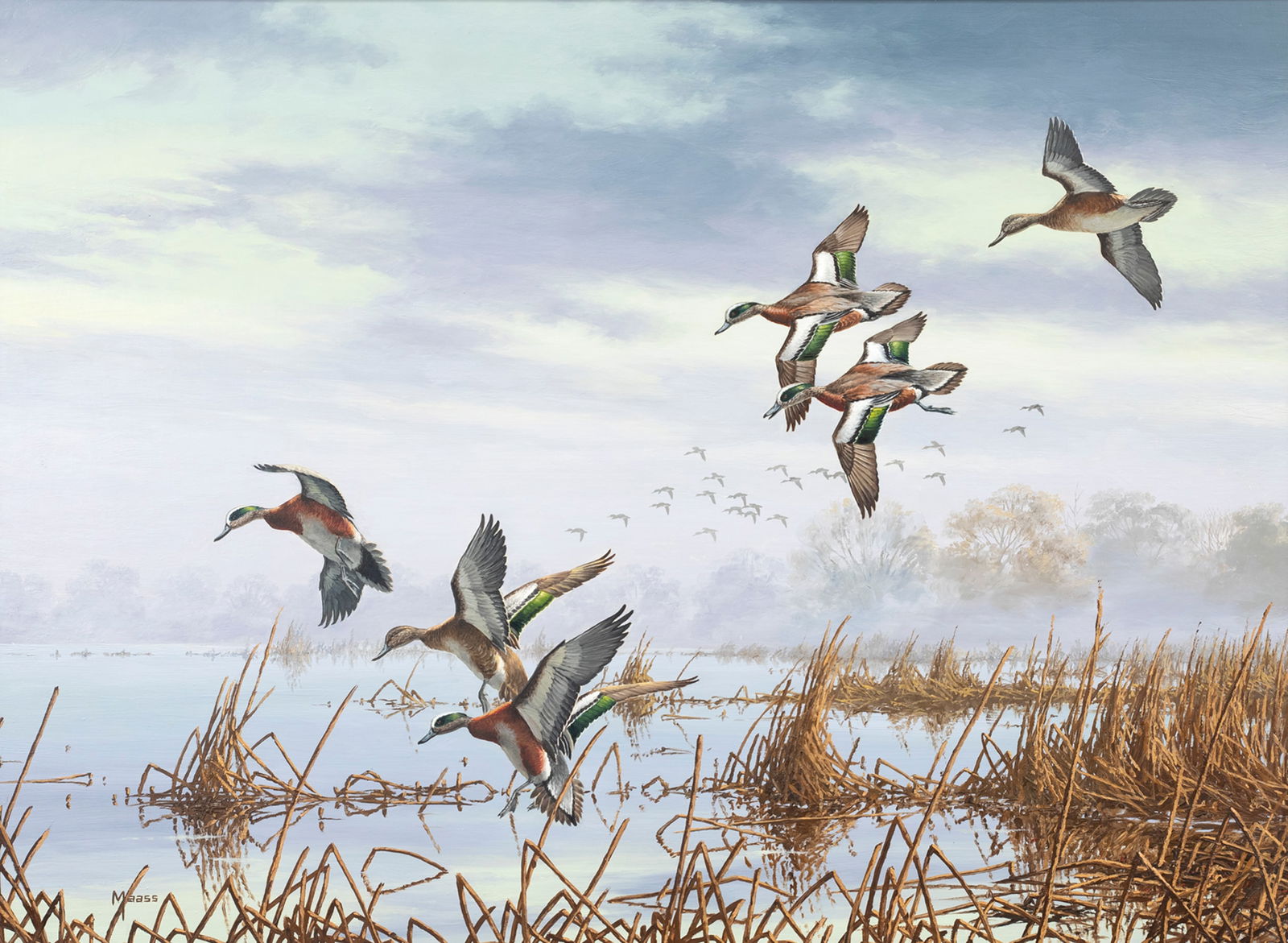 David A. Maass (b. 1929), In to Feed - Wigeon: David A. Maass (b. 1929) In to Feed - Wigeon signed "Maass" lower left oil on board, 24 by 32 in. An avid sportsman and ardent contributor to conservation organizations, David Maass has been