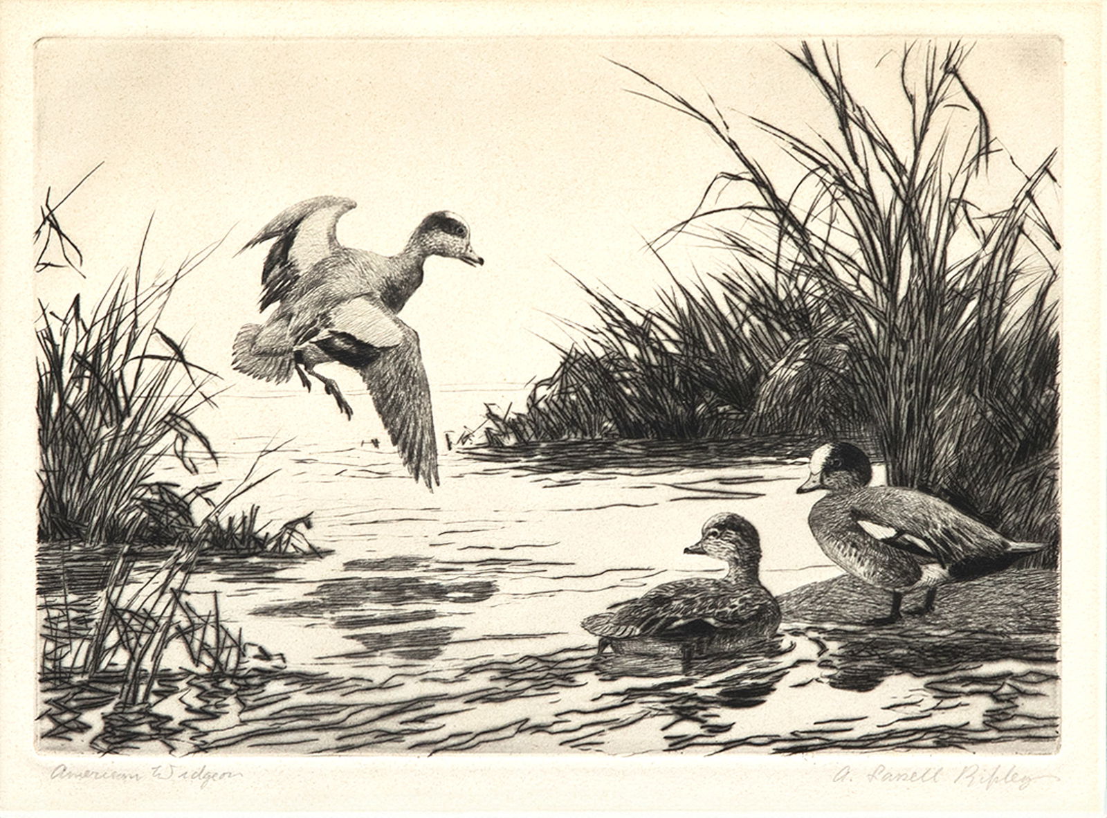 Aiden Lassell Ripley (1896-1969), American Widgeon: Aiden Lassell Ripley (1896-1969) American Widgeon, 1941-1942 signed "A. Lassell Ripley" lower right drypoint, 6 by 8 1/4 in. titled lower left framed with a 1941-1942 Federal Duck Stamp, 1 1/2 by 2