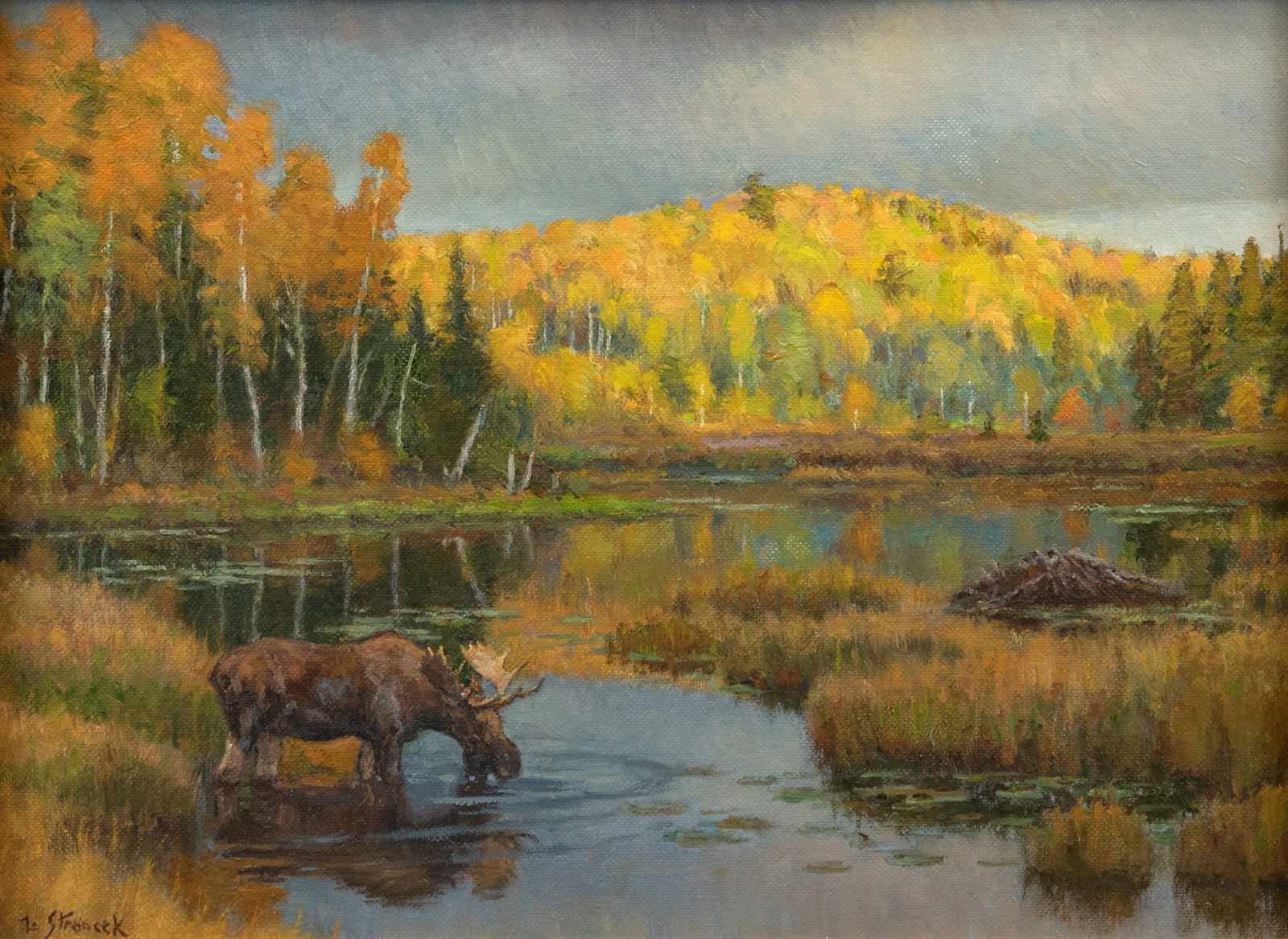 Lee Stroncek (b. 1952), Autumn in the North Country: Lee Stroncek (b. 1952) Autumn in the North Country, 2005 signed "L. Stroncek" lower left oil on board, 11 by 14 in. signed, titled, and dated on back A lone bull moose wades in the water, with a
