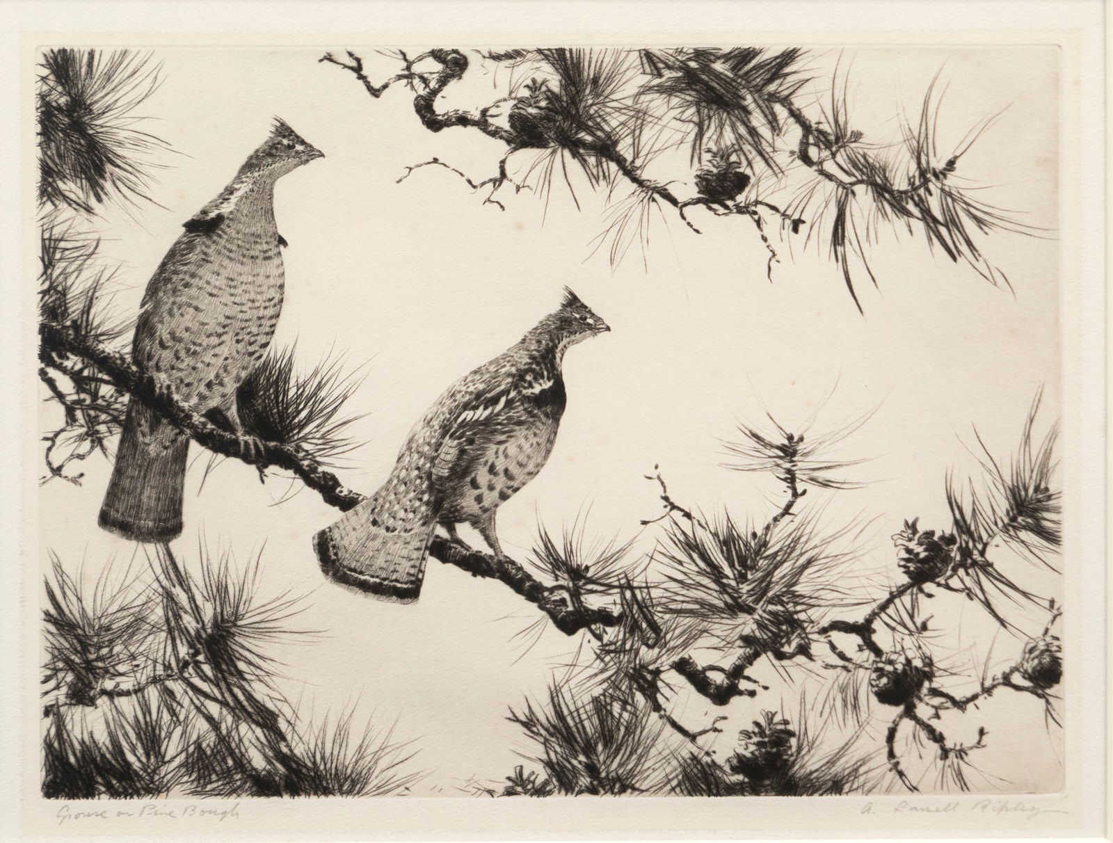 Aiden Lassell Ripley (1896-1969), Grouse on Pine Bough: Aiden Lassell Ripley (1896-1969) Grouse on Pine Bough signed "A. Lassell Ripley" lower right etching, 8 3/4 by 11 3/4 in. titled lower left Provenance: Curt Mettam Collection framed, 15 by 20 in.