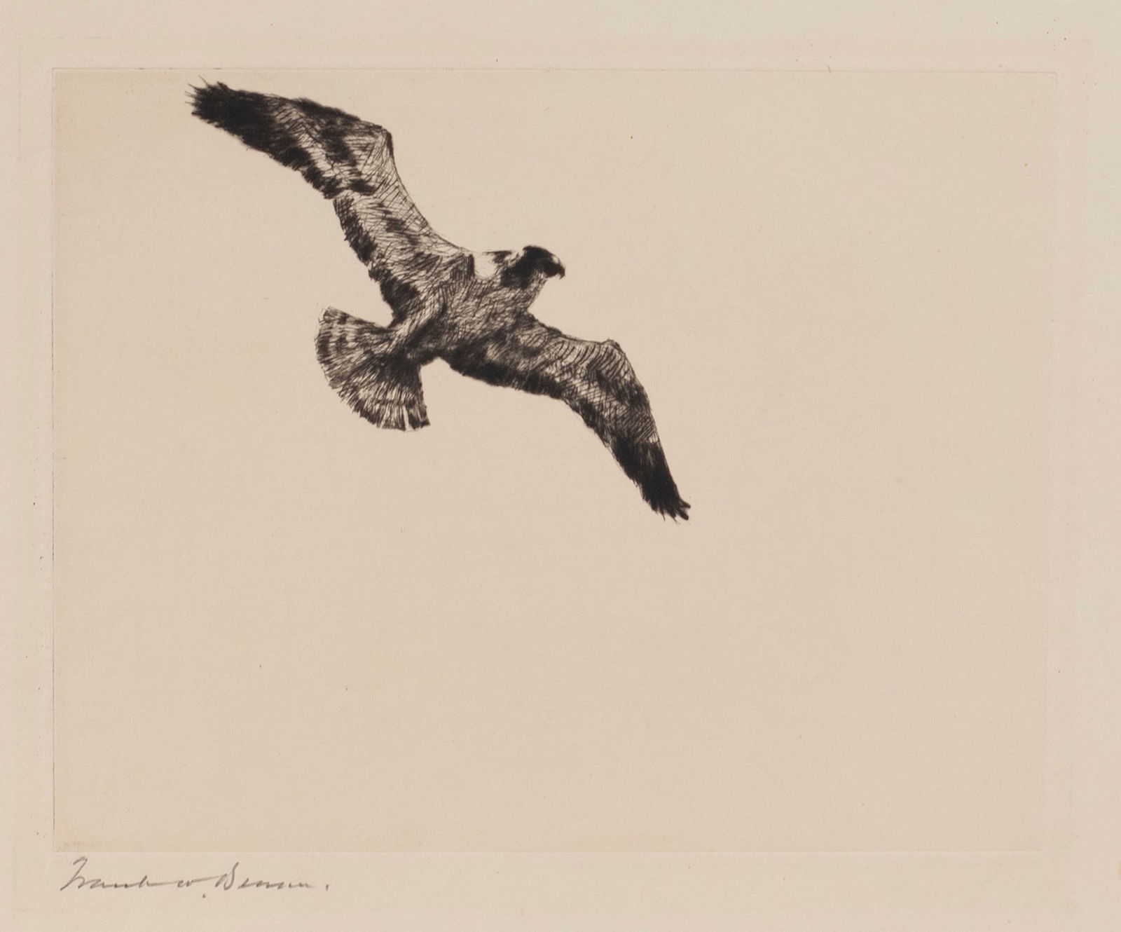 Frank W. Benson (1862-1951), Soaring Fish Hawk (1 of 2)