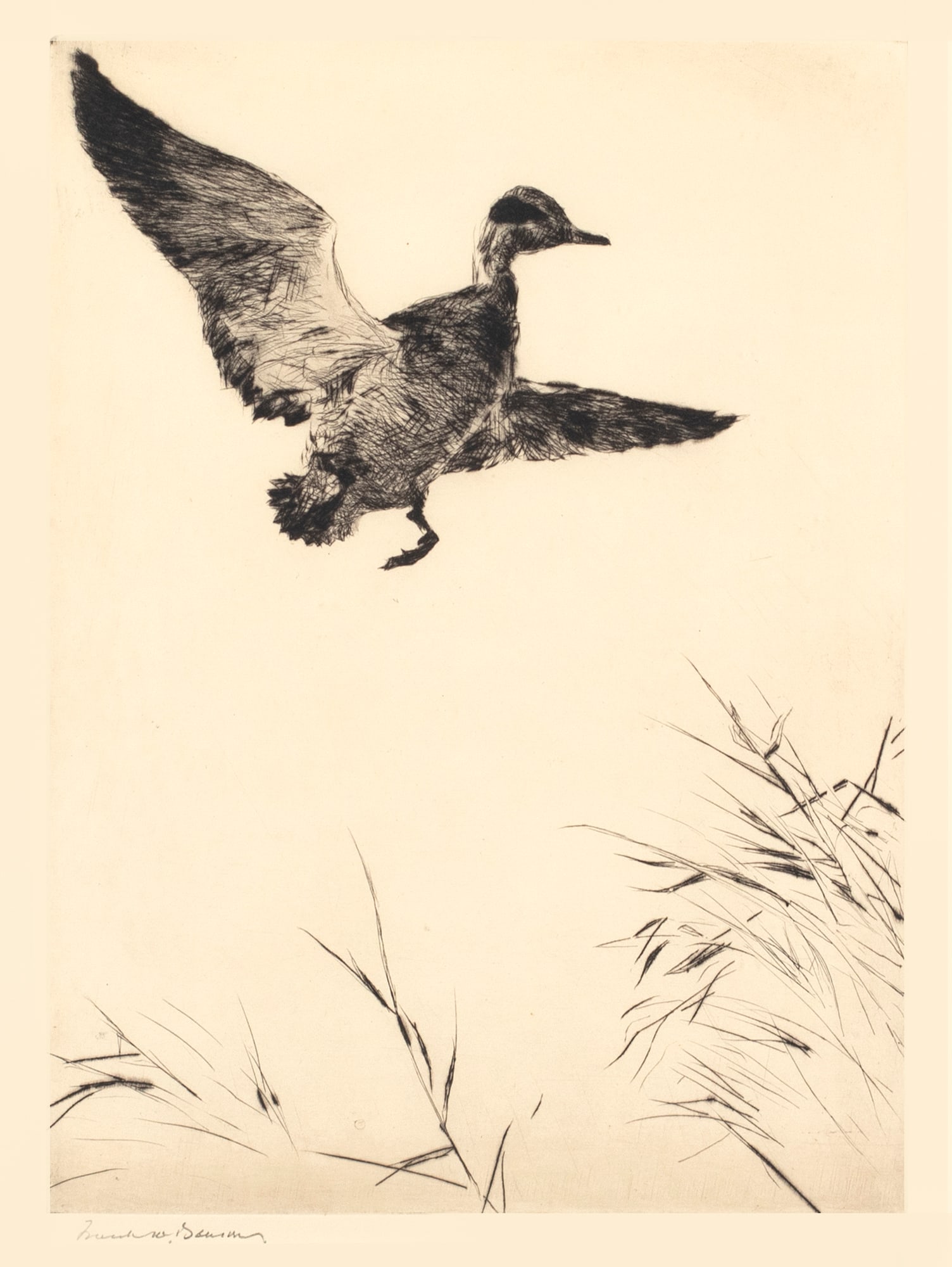 Frank W. Benson (1862-1951), Springing Teal (1 of 3)