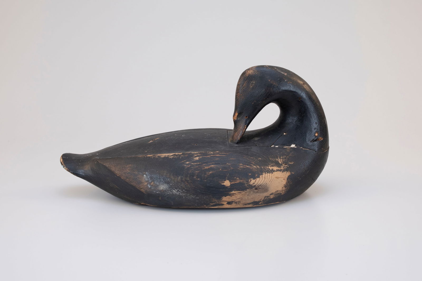 Preening Scoter by Augustus "Gus" Aaron Wilson (1864-1950) (1 of 5)