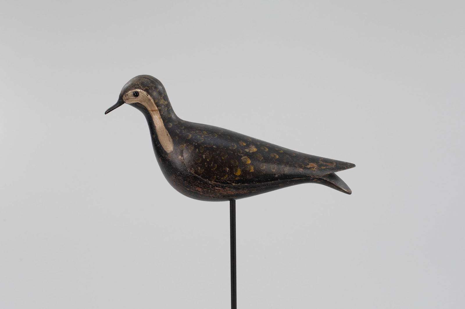 Golden Plover, Folger Family (1 of 6)