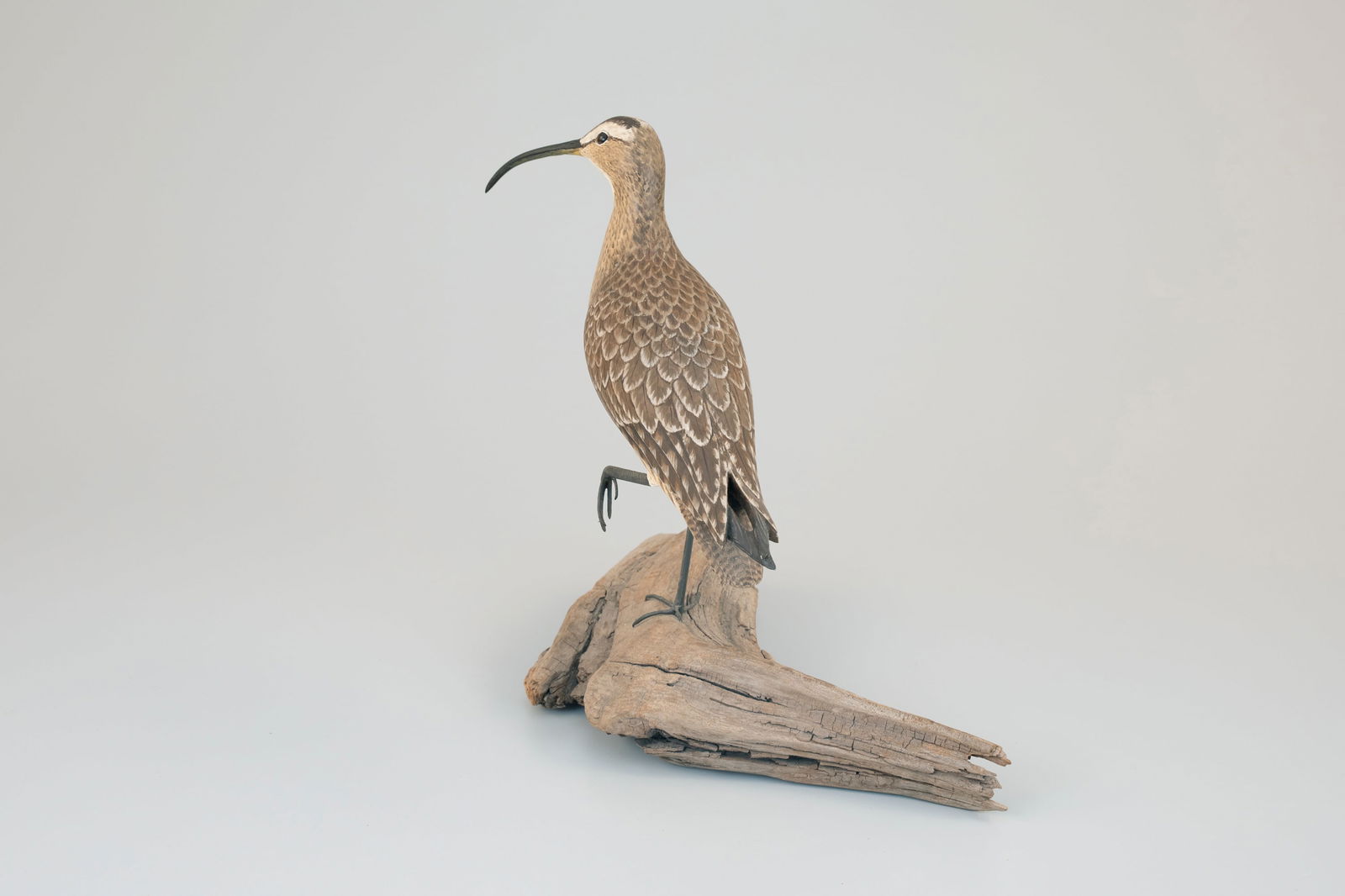 Curlew by Mark Holland - 3