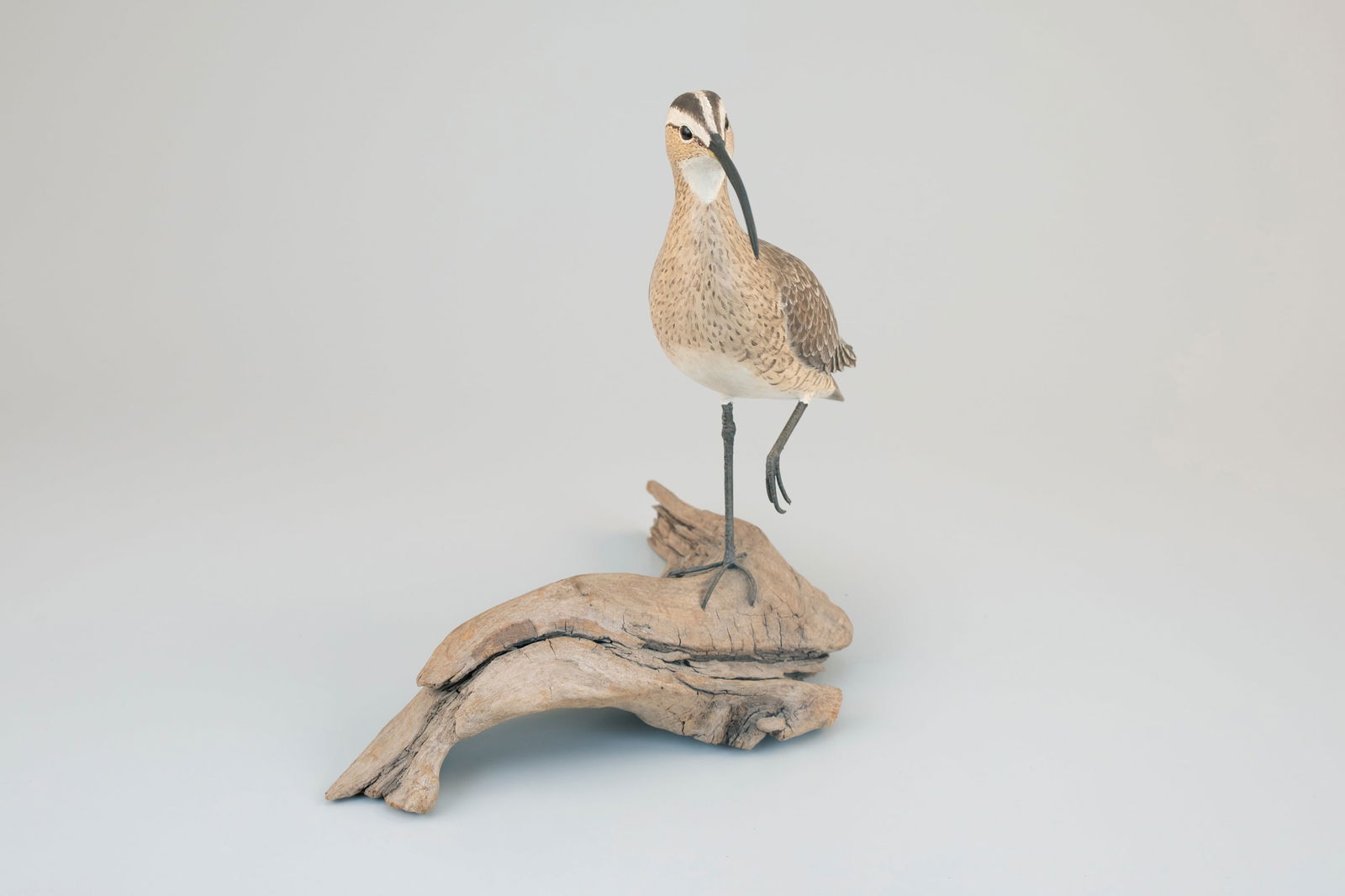 Curlew by Mark Holland - 5