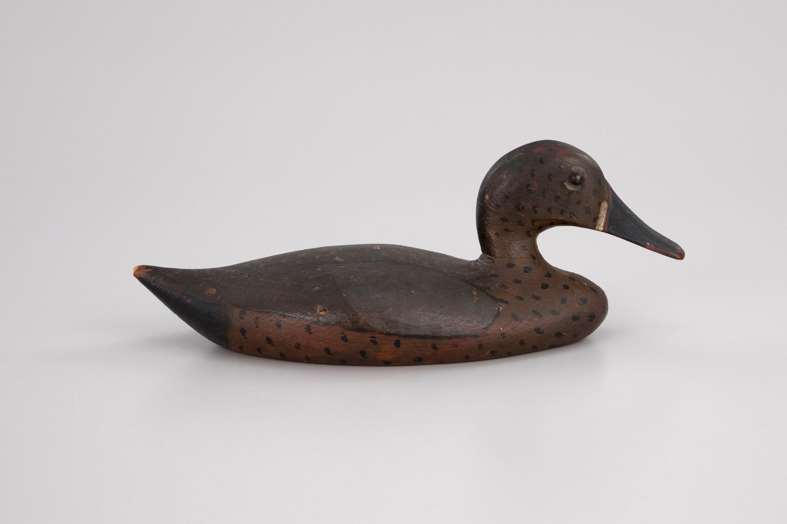 Blue-Winged Teal - 2