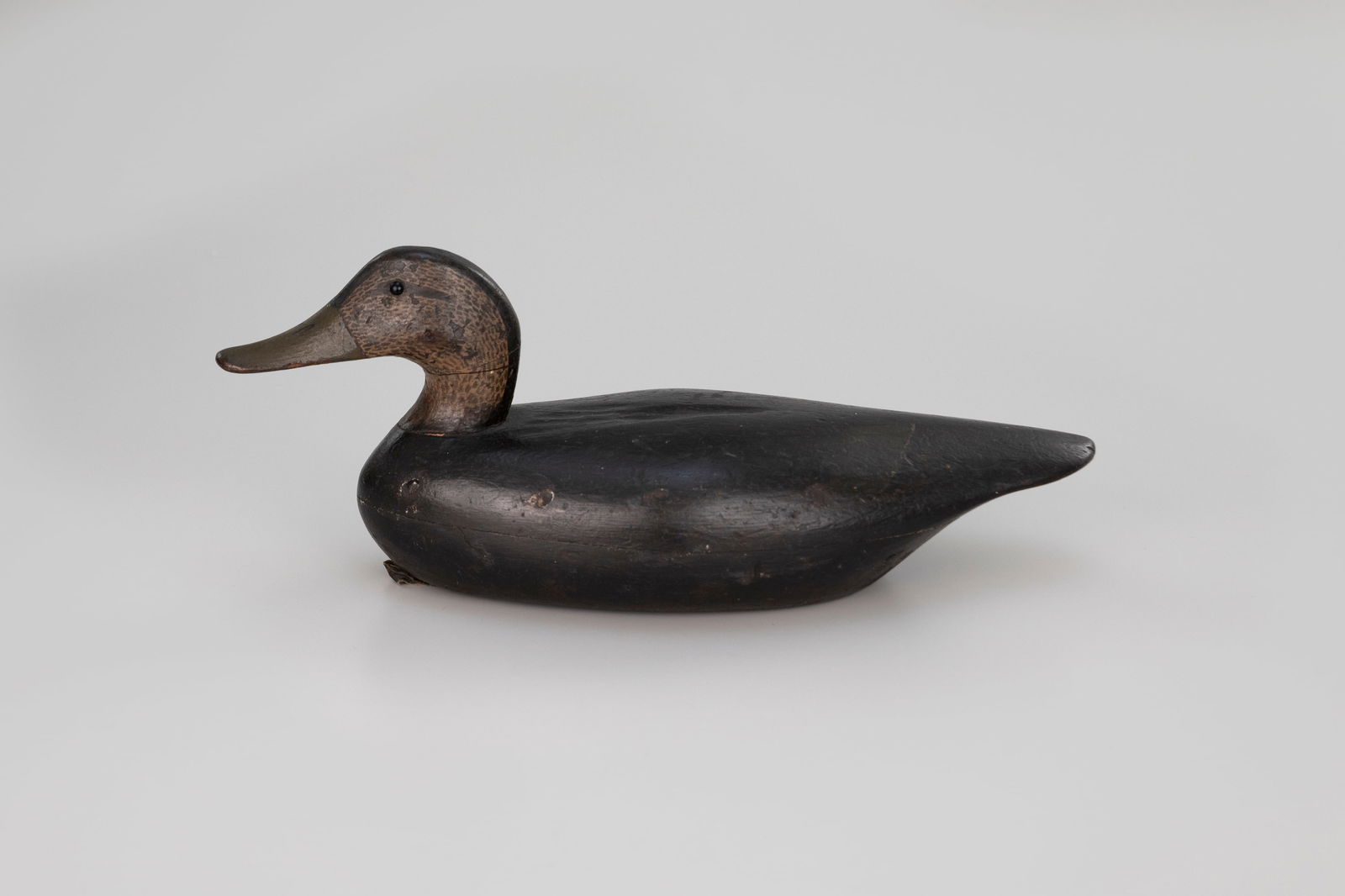 Black Duck - 2