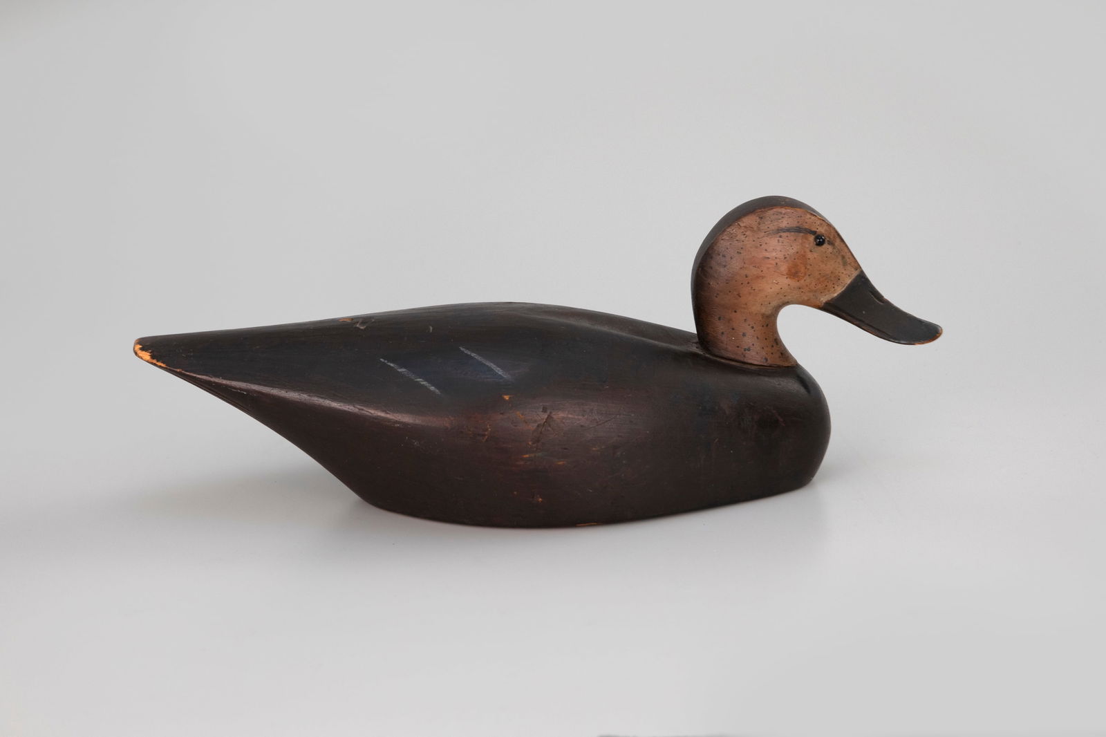 Black Duck (1 of 7)