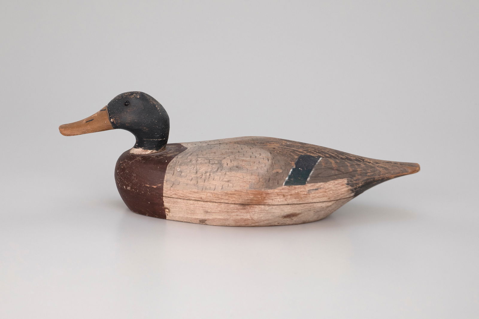 Mallard Drake - 2