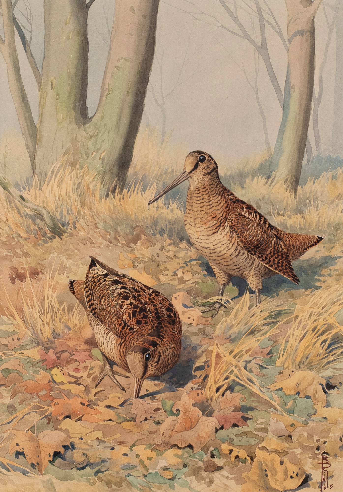 Boris Riab (1898-1975), Woodcock Pair: Boris Riab (1898-1975) Woodcock Pair signed "B Riab" lower right watercolor, 18 1/2 by 13 in. A pair of woodcock walking along the forest floor, digging for worms. framed, 28 1/2 by 22 1/2 in.