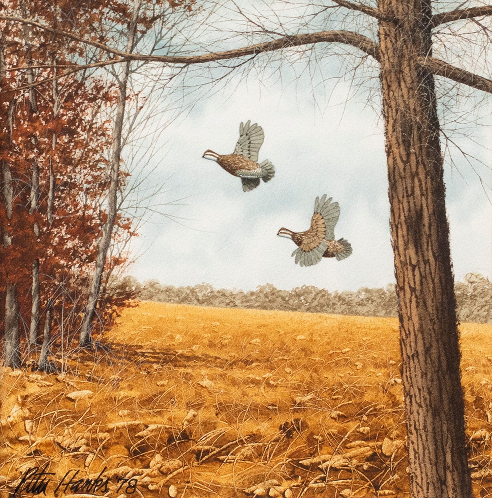 Peter Hanks (b. 1951), Out of the Field - Bobwhite (1 of 3)