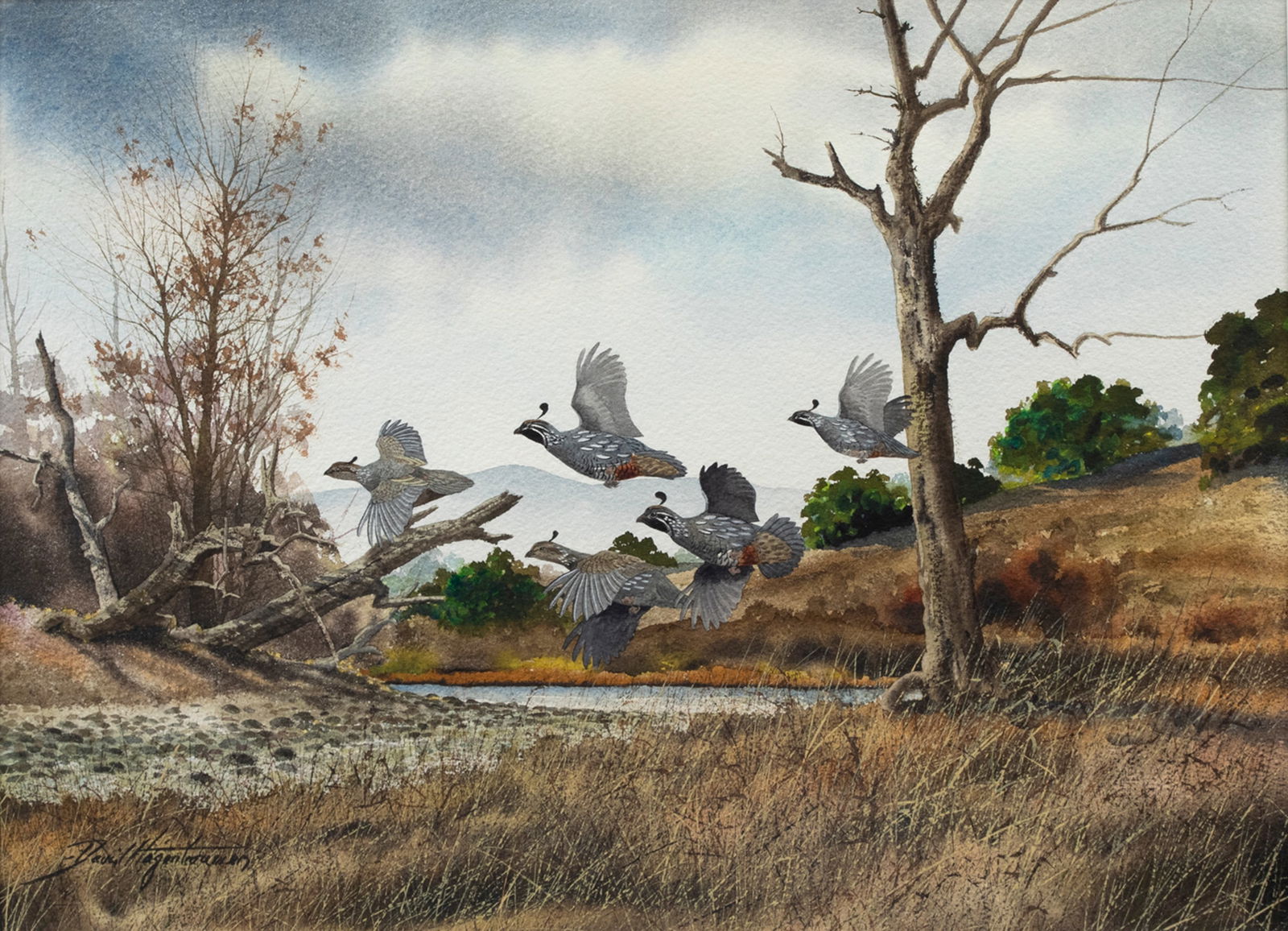 David A. Hagerbaumer (1921-2014), Napa Country - Valley Quail (1 of 3)