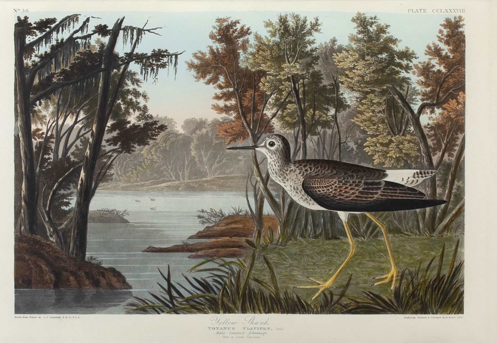 John James Audubon (1785-1851), Yellow Shank (No. 58, Plate 288): John James Audubon (1785-1851) Yellow Shank (No. 58, Plate 288), 1836 hand-colored engraving, 14 1/2 by 20 1/2 in. sheet size, 16 3/4 by 22 1/2 in. "Yellow Shank Totanus Flavipes, Vieill / Male Summer
