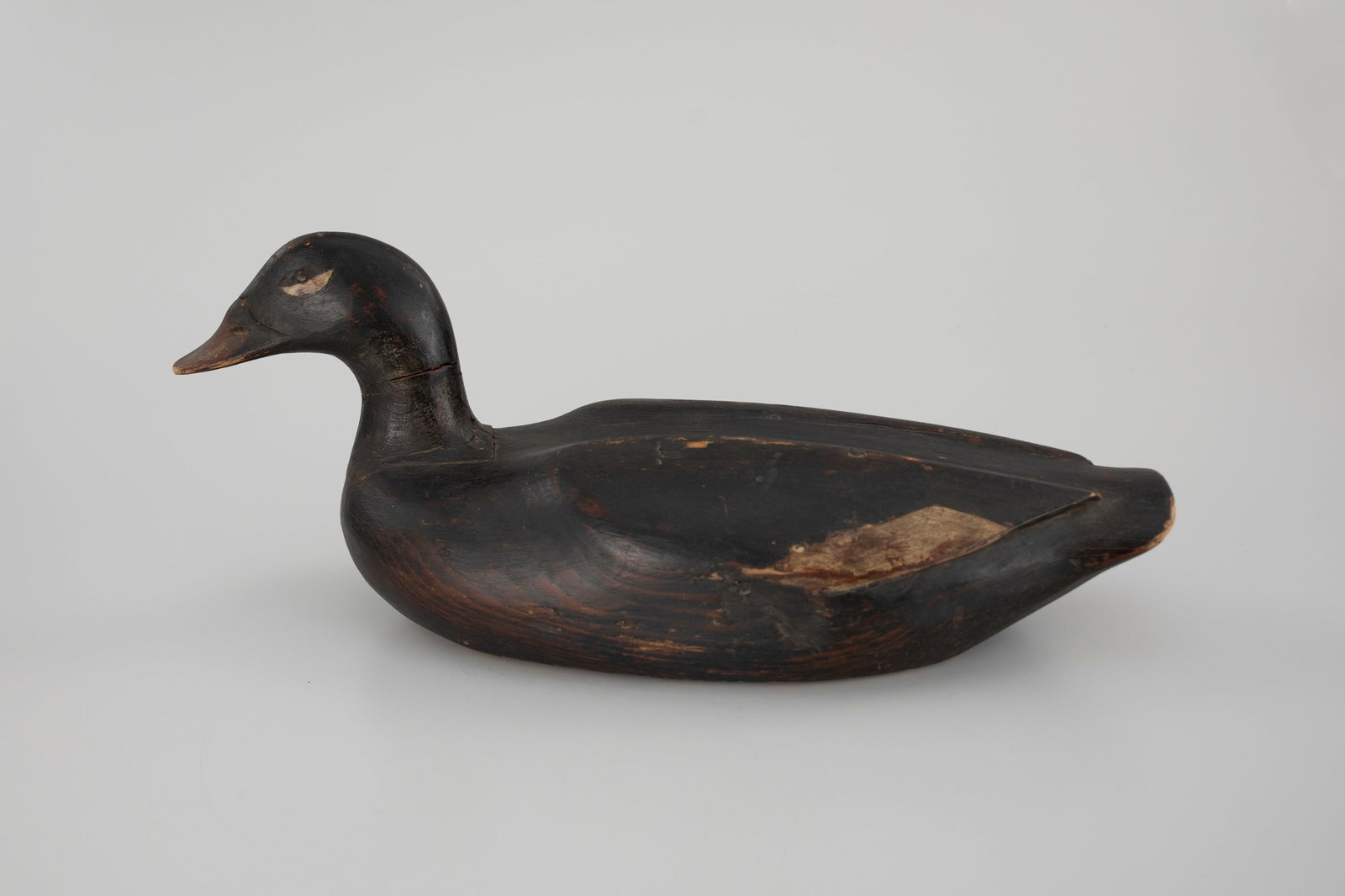 Turned-Head White-Winged Scoter by Augustus "Gus" Aaron Wilson (1864-1950) (1 of 5)