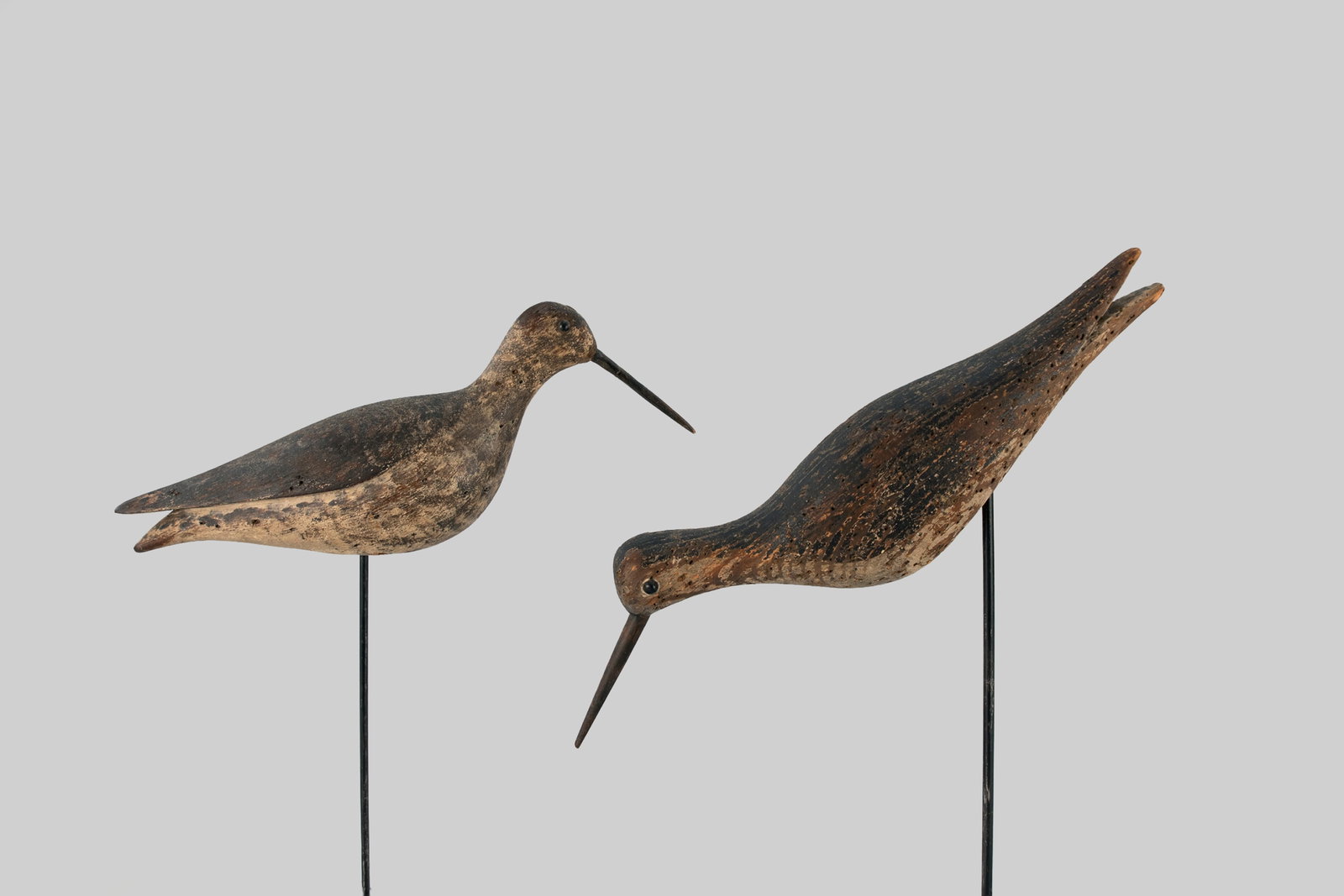 Yellowlegs and Willet (1 of 5)