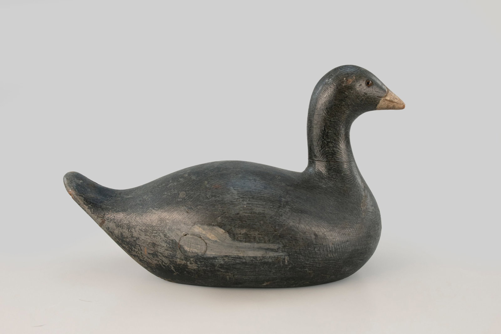 Coot - 2