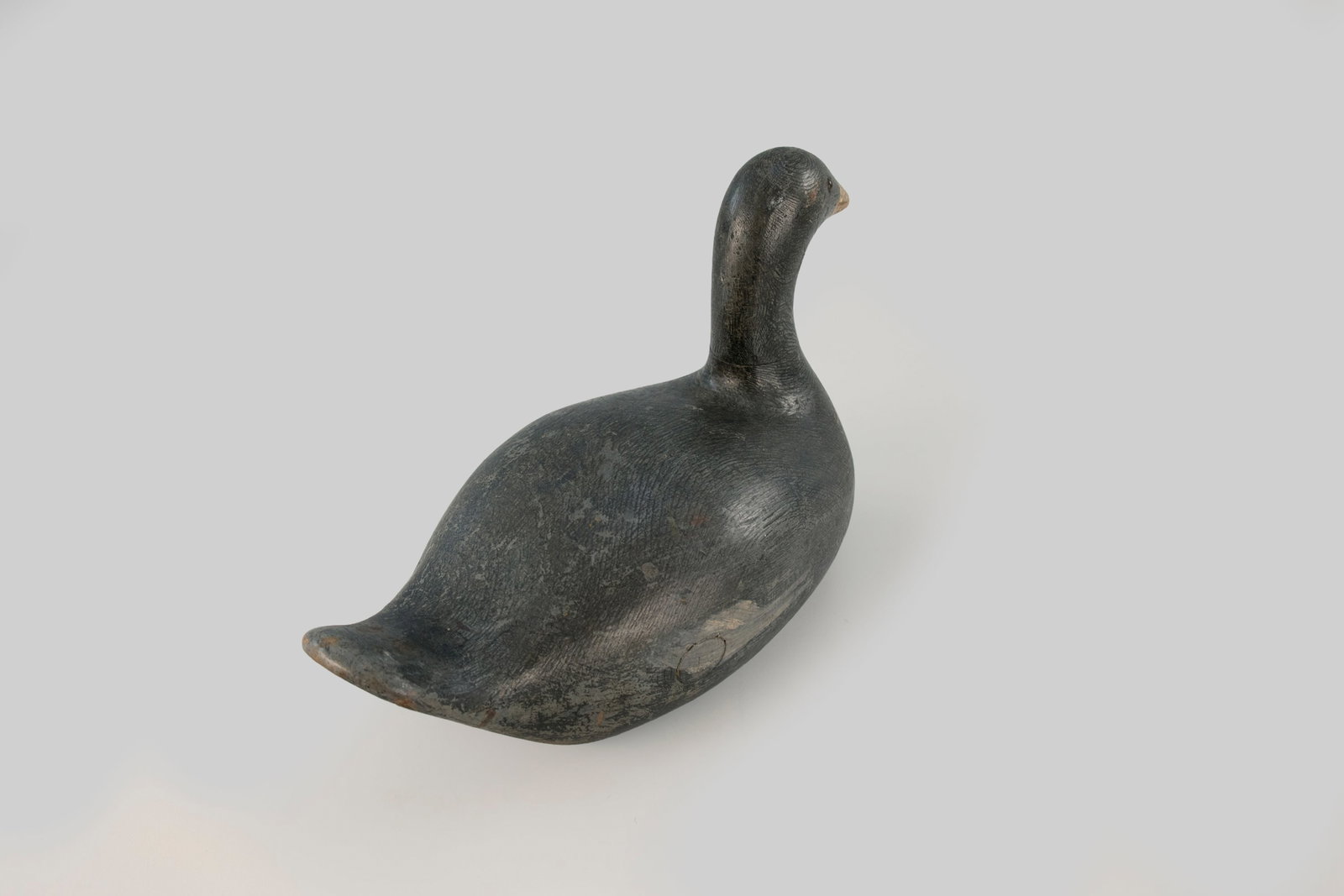 Coot - 3