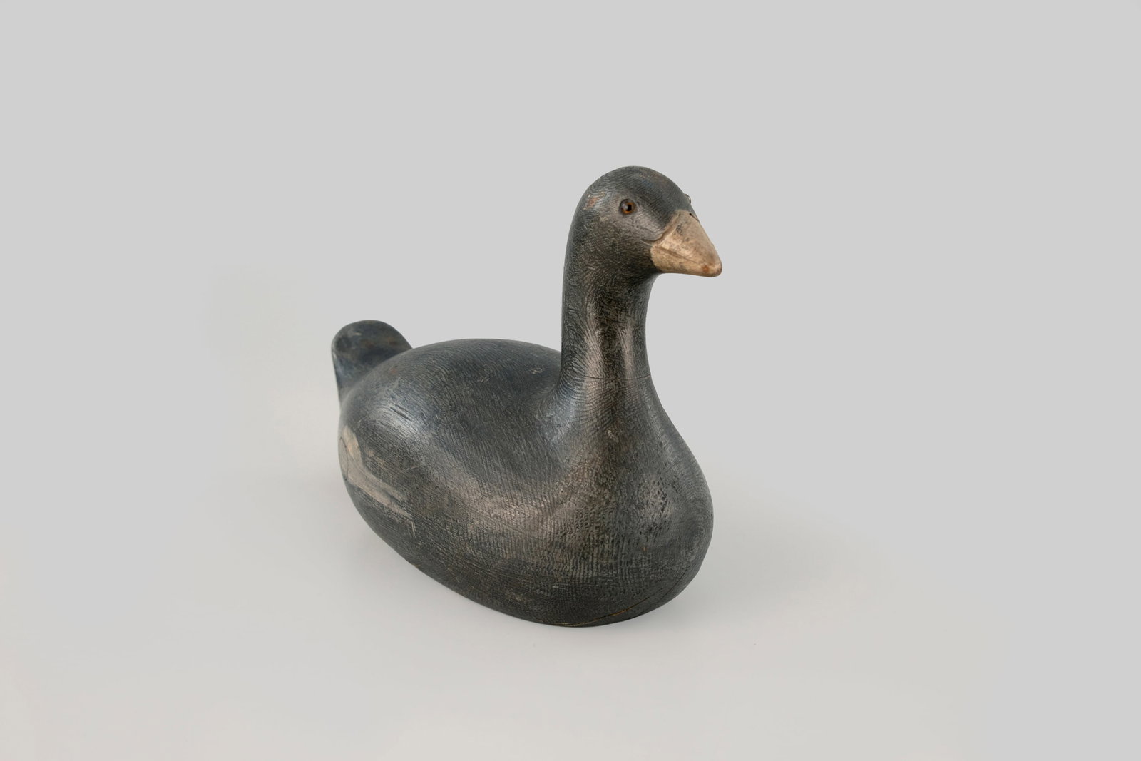 Coot - 5