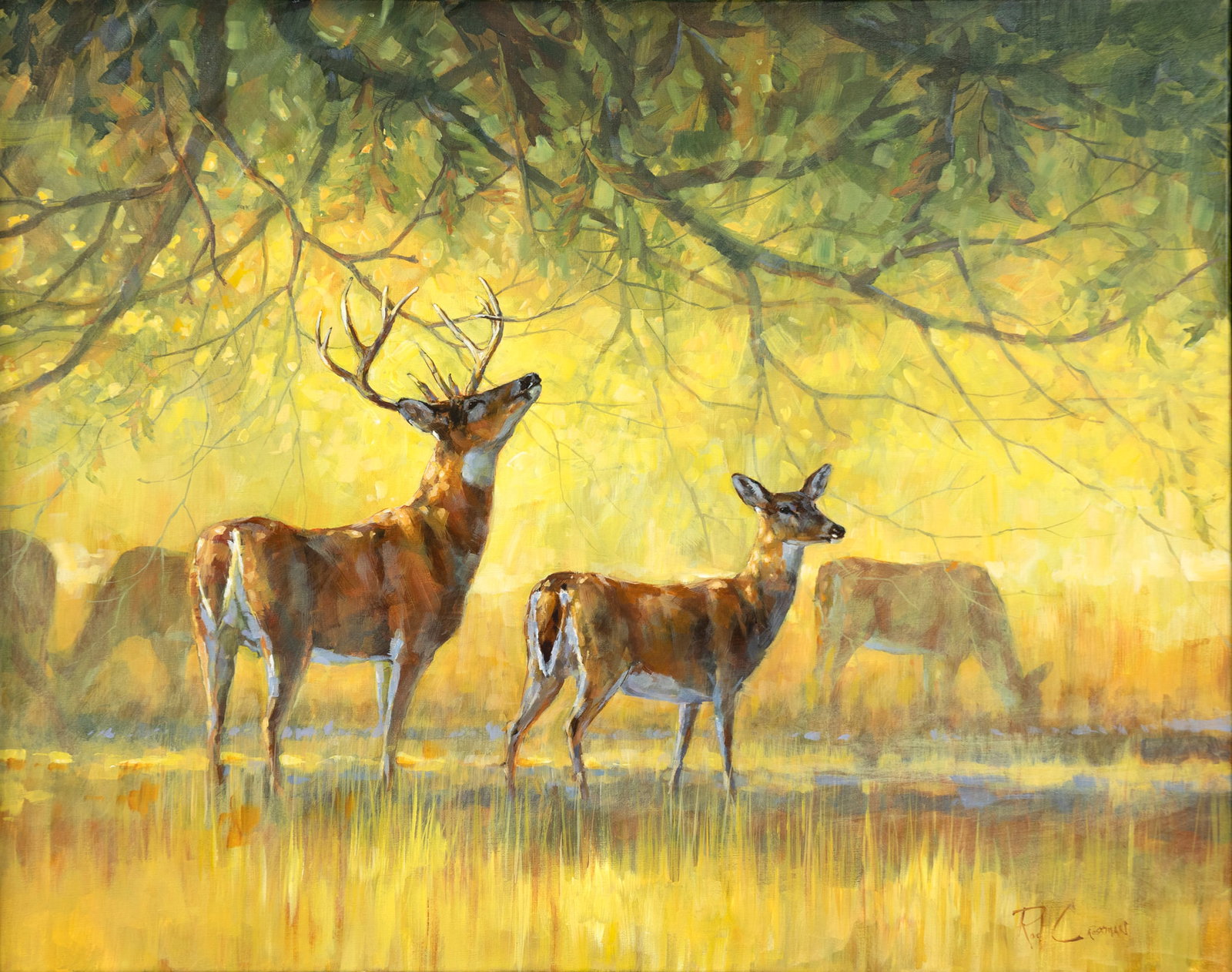 Rod Crossman (b. 1952), Acorn - Whitetail Deer (1 of 3)