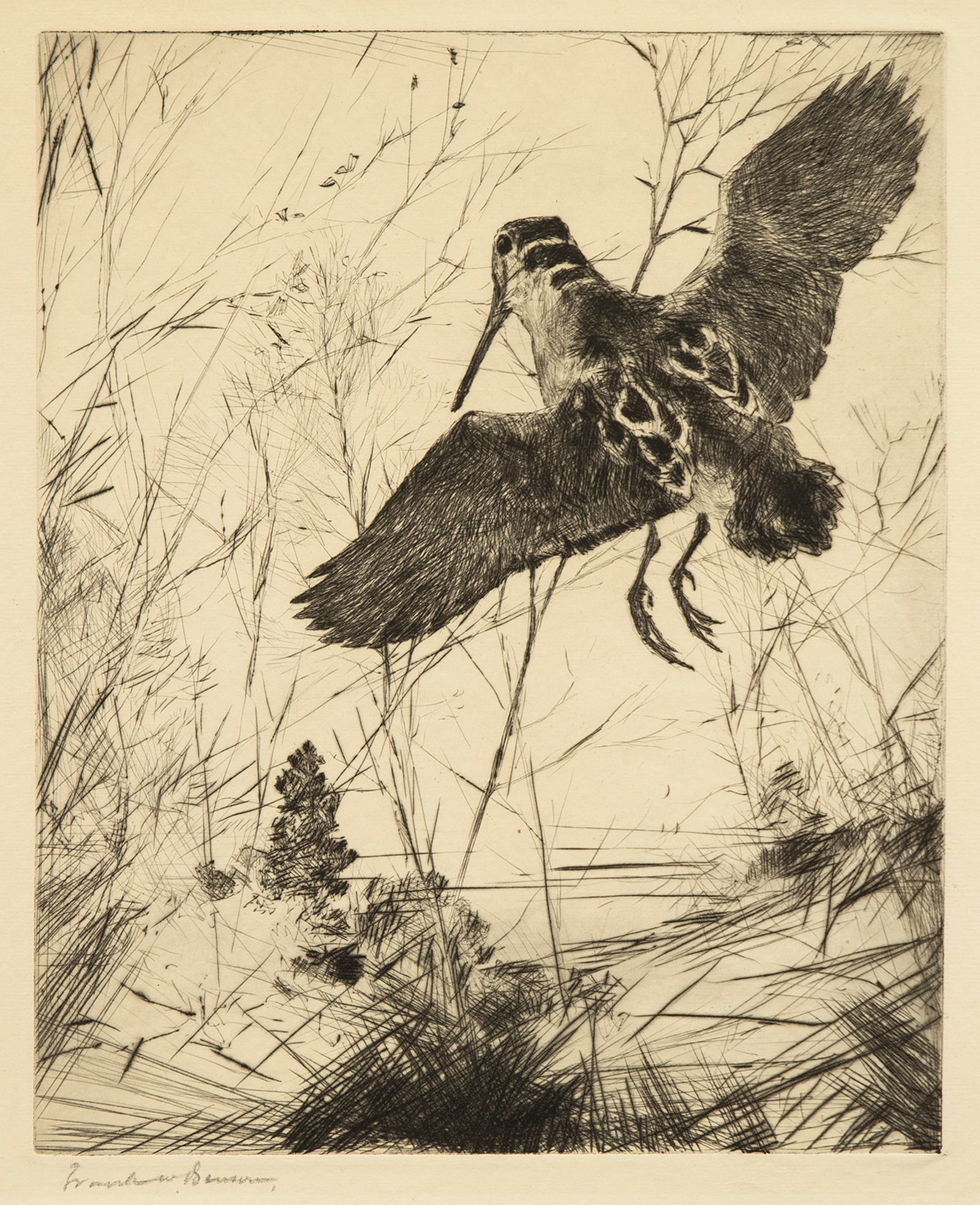 Frank W. Benson (1862-1951), Woodcock (1 of 3)