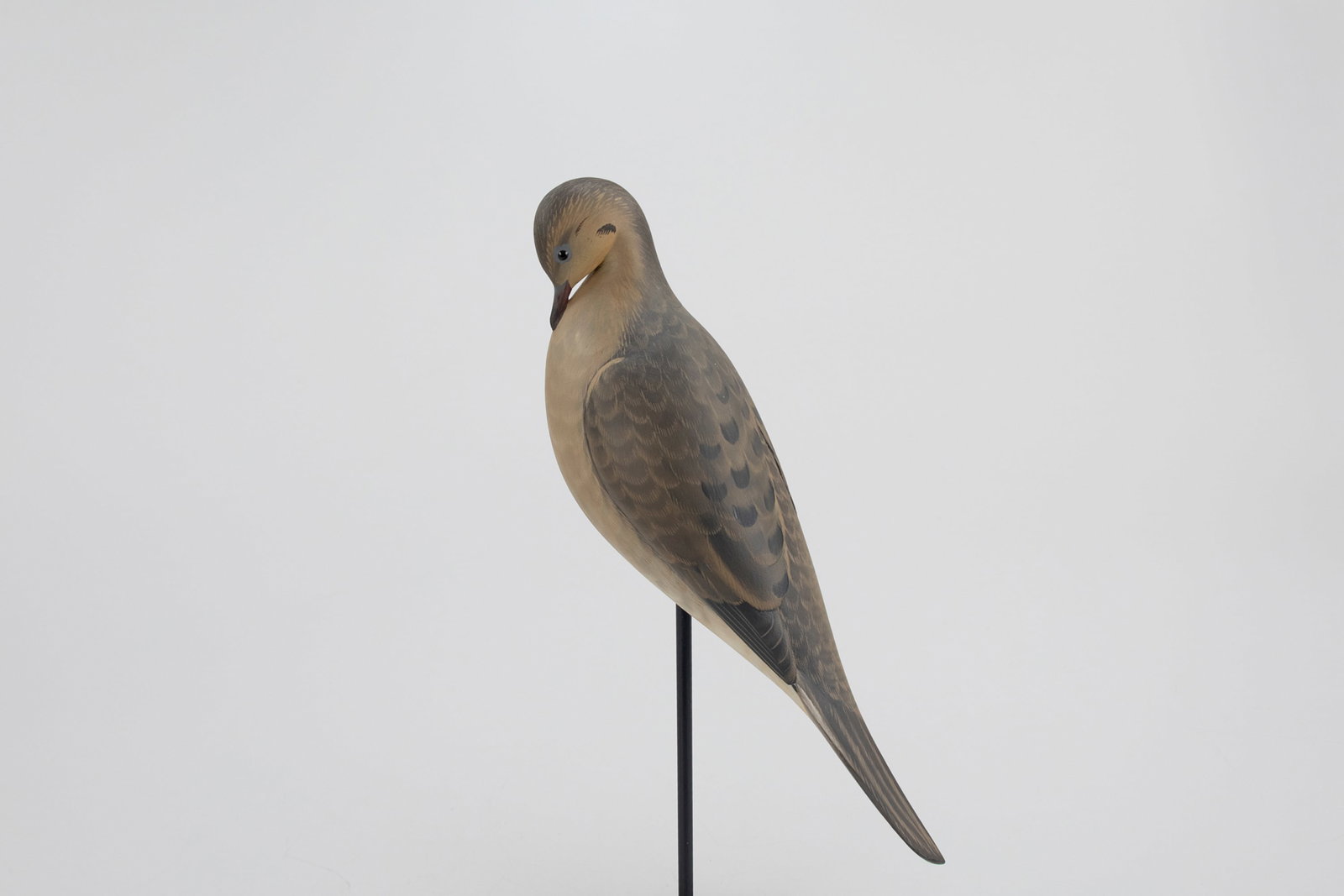 Breast Preening Dove by George Strunk (b. 1958) (1 of 5)