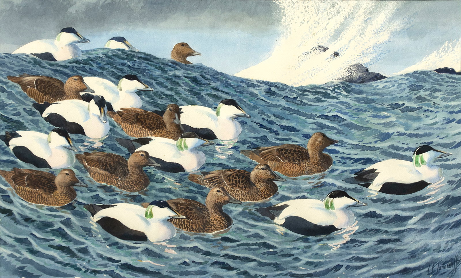 Charles Frederick Tunnicliffe (1901-1979), Flock of Eider (1 of 3)