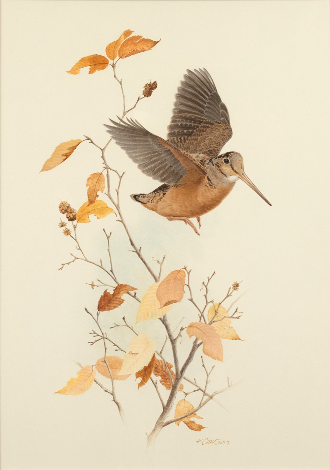 Ken Carlson (b. 1937), Woodcock (1 of 3)