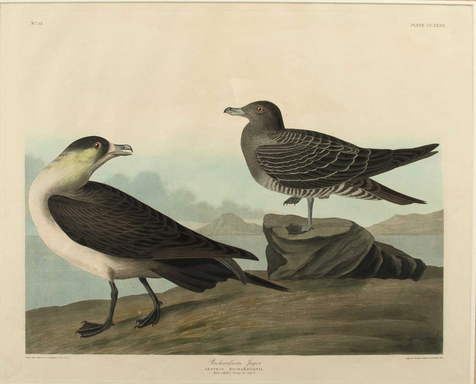 John James Audubon (1785-1851), Richardson's Jager (No. 55, Plate 272) (1 of 3)