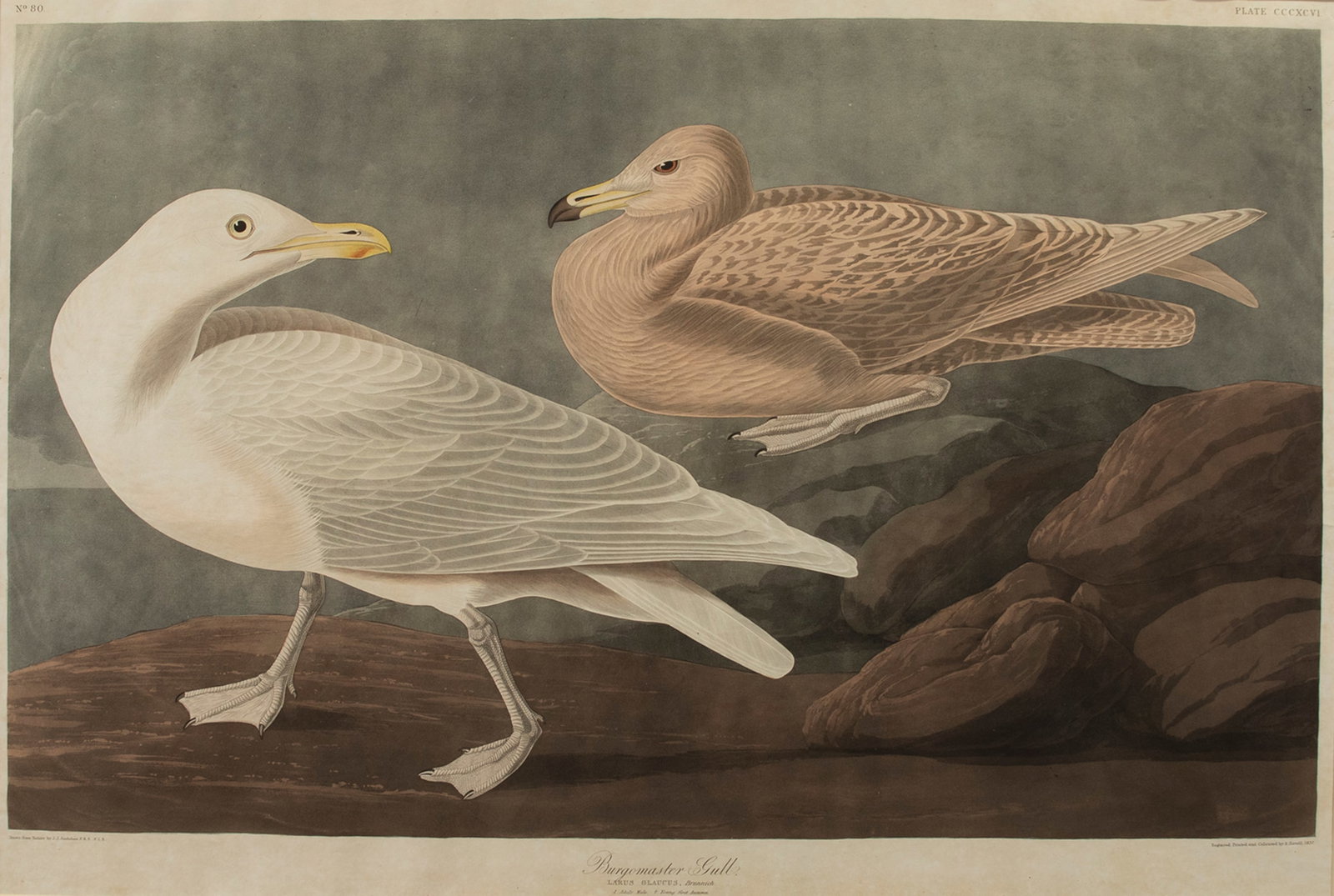 John James Audubon (1785-1851), Burgomaster Gull (1 of 3)