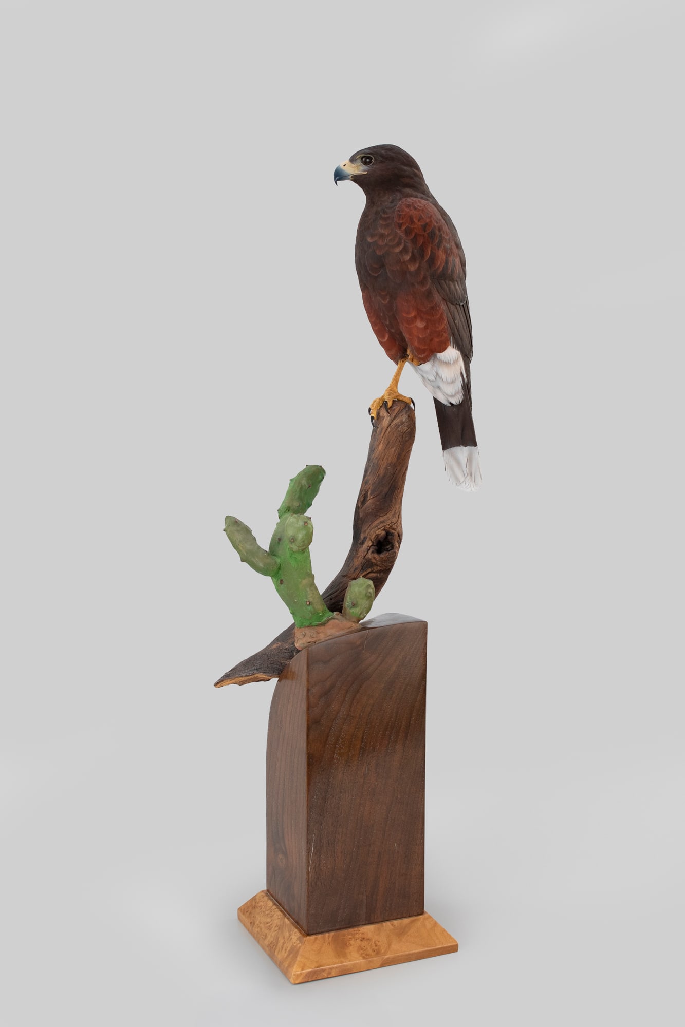 Harris Hawk by Floyd Scholz (b. 1958) (1 of 5)