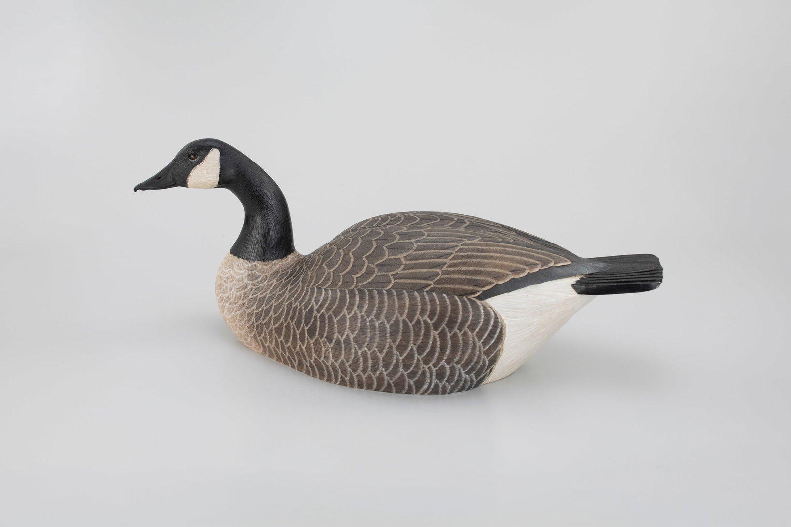 Canada Goose by Jay Polite (1 of 5)